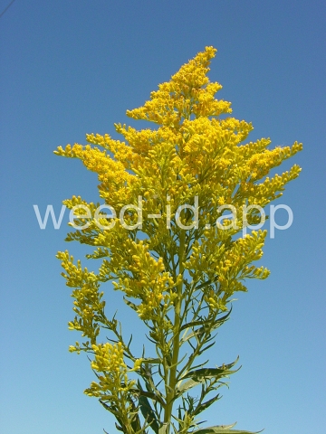 goldenrod, Canada